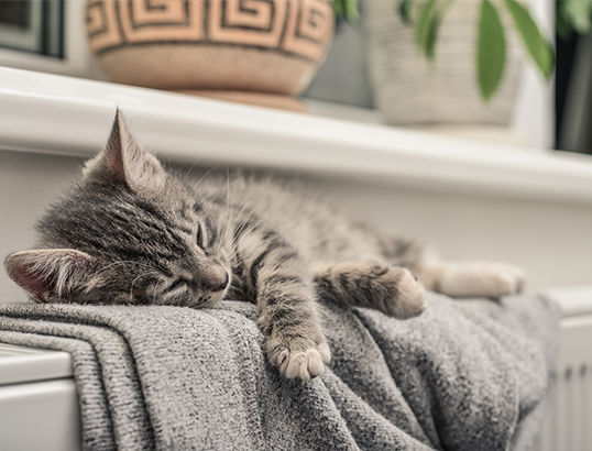Photo d'un chat endormi